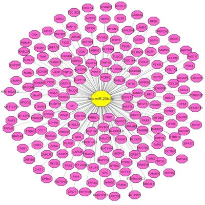 The emerging role of miR-20b in human cancer and other disorders: Pathophysiology and therapeutic implications